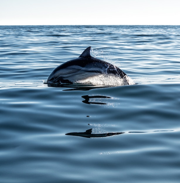 写真 イルカのジャンプと水しぶきと海水で泳ぐ