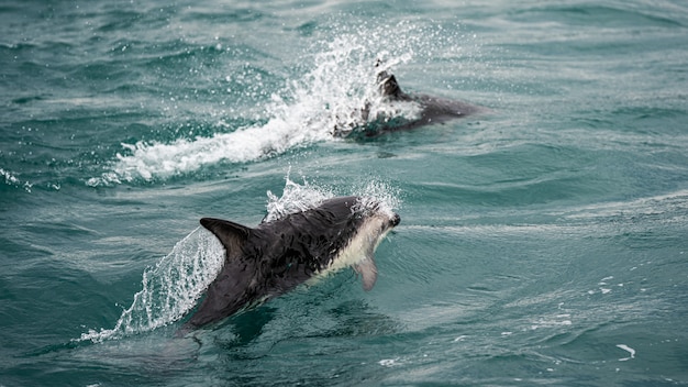 Dolphin In New Zealand