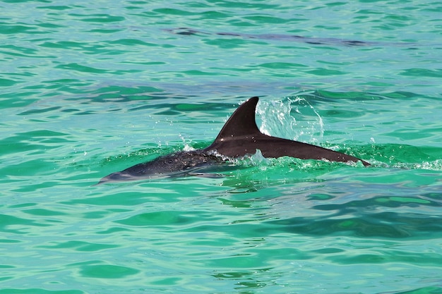 The dolphin in Shuab bay on Socotra island Indian ocean Yemen