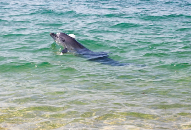 澄んだ海にイルカが飛び散る