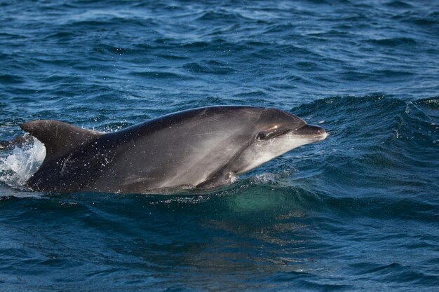 Фото Дельфин, плавающий в море.