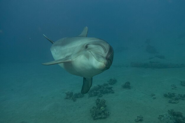 Photo dolphin swimming in the red sea eilat israel ae