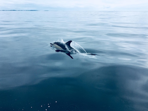 Photo dolphin swimming on the sea