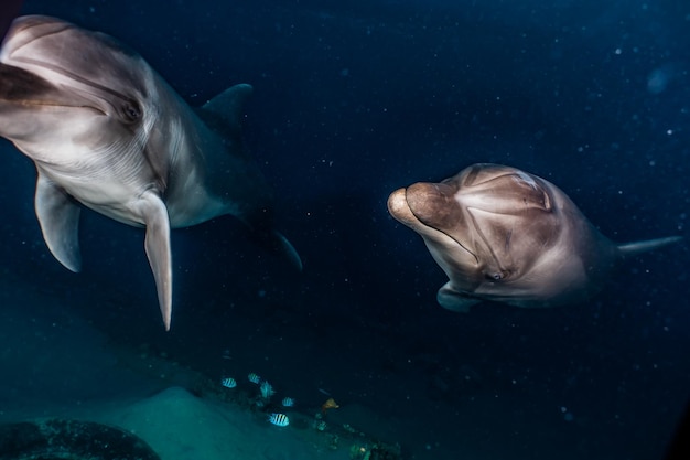 Photo dolphin swimming undersea