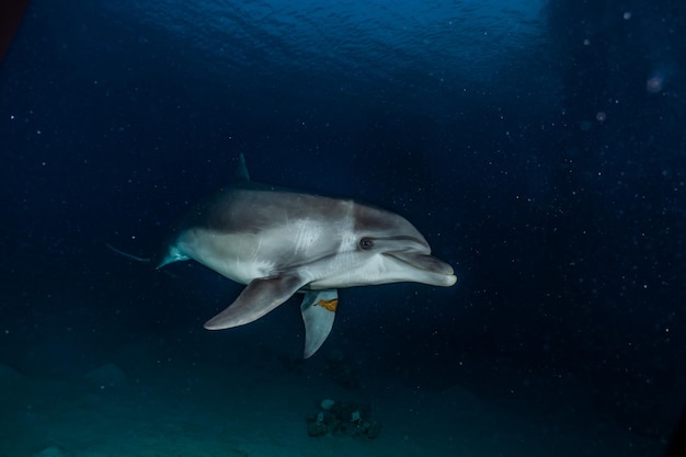 Photo dolphin swimming undersea