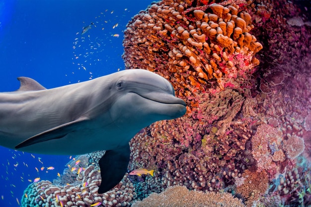 Foto delfino sott'acqua sullo sfondo della barriera corallina