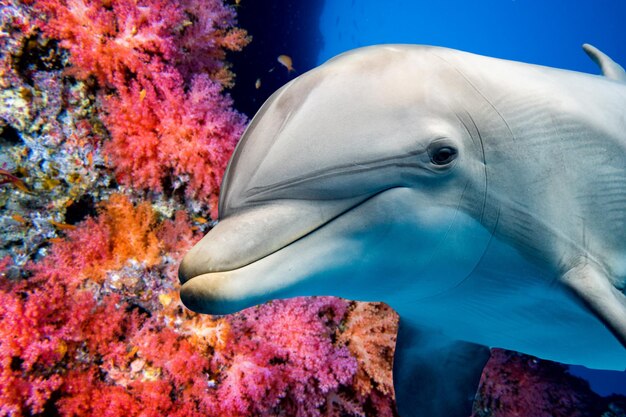 Dolphin underwater on reef close up look