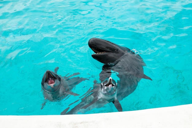 イルカとクジラが餌をねだる