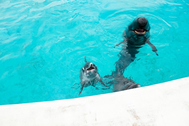 Dolphin and whale shark