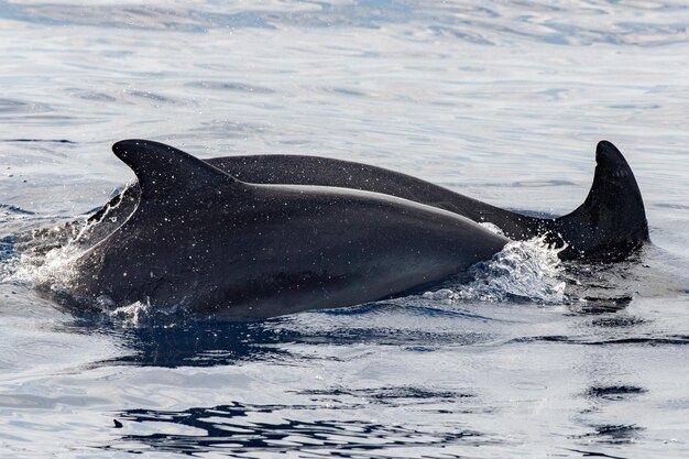 Dolphin while jumping in the deep blue sea