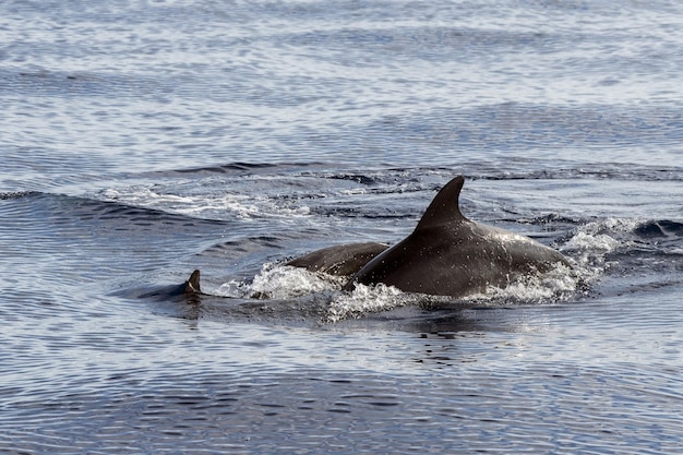 Dolphin while jumping in the deep blue sea