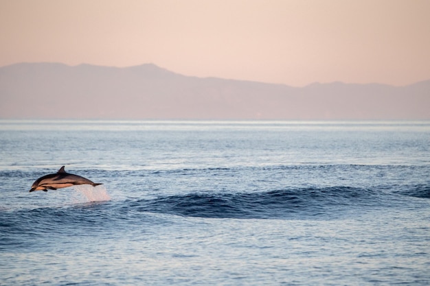 Dolphin while jumping in the sea at sunset