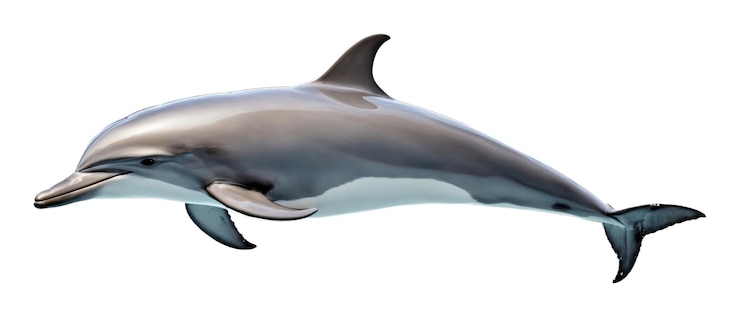 Photo dolphin on a white background