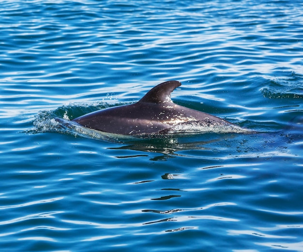 Dolphin