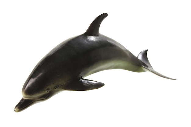 Dolphin