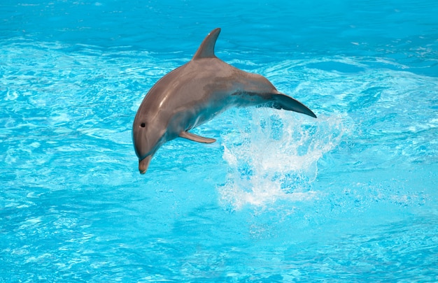 Dolphin