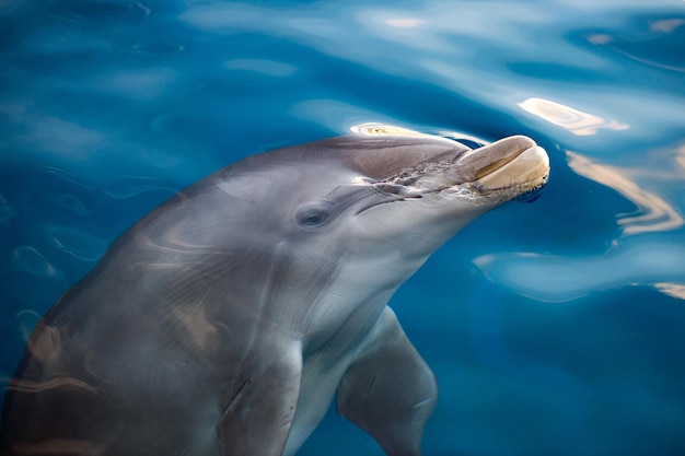 Dolphing glimlachend oog close-up portret