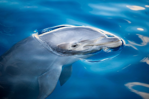 Dolphing smiling close up portrait