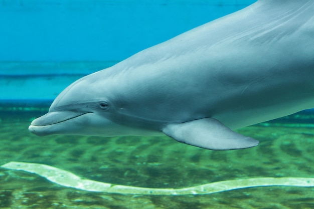 dolphins in the aquarium