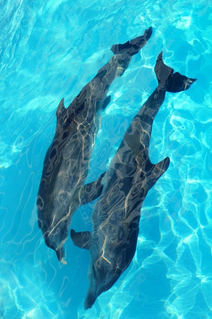 Dolphins couple top high angle view turquoise water