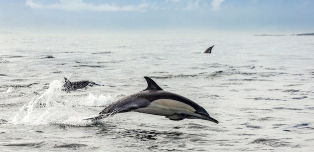 Dolphins jump out of the water