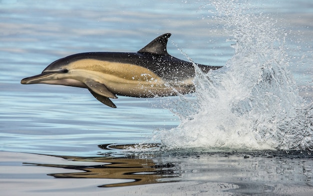 Dolphins jump out of the water