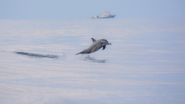 写真 海にジャンプするイルカ