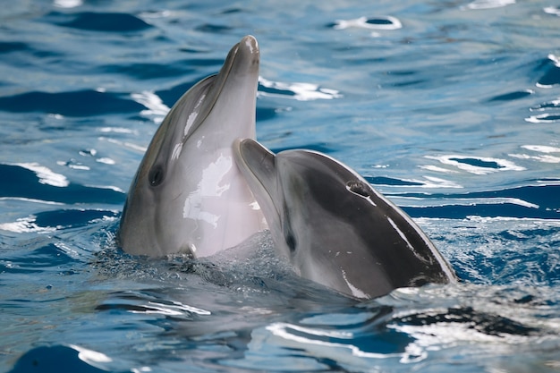 Dolphins love dancing on the water surface. High quality photo