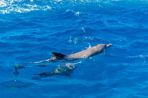 Дельфины в Красном море недалеко от города Хургады Египта