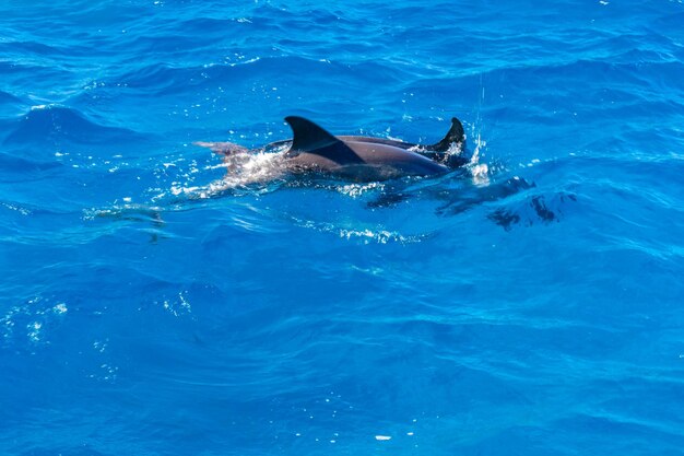 Dolphins in Red sea not far from the Hurghada city Egypt