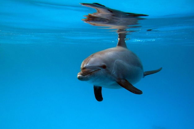 Dolphins in the Red Sea.