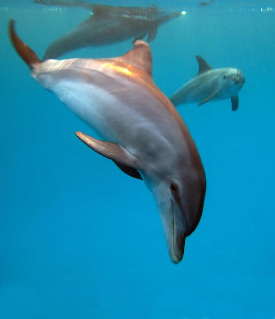 Dolphins in the Red Sea.