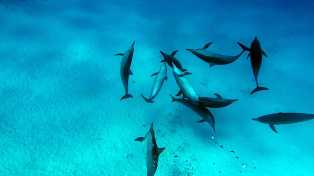 Dolphins. Spinner dolphin. Stenella longirostris is a small dolphin .