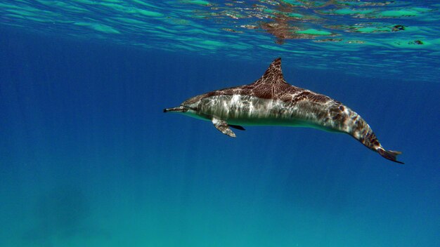 Photo dolphins. spinner dolphin. stenella longirostris is a small dolphin .