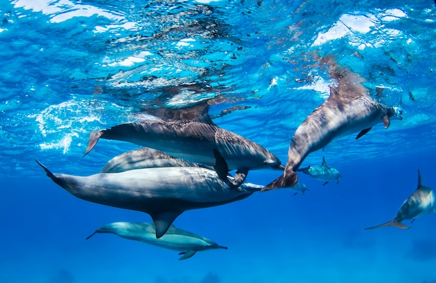 돌고래는 물 속에서 수영합니다. 돌고래 떼가 한 무리의 다이버 사이를 헤엄치고 있습니다. 바다에서 수중 해양 생물. 관찰 동물의 세계. 홍해, 해안 아프리카에서 스쿠버 다이빙 모험