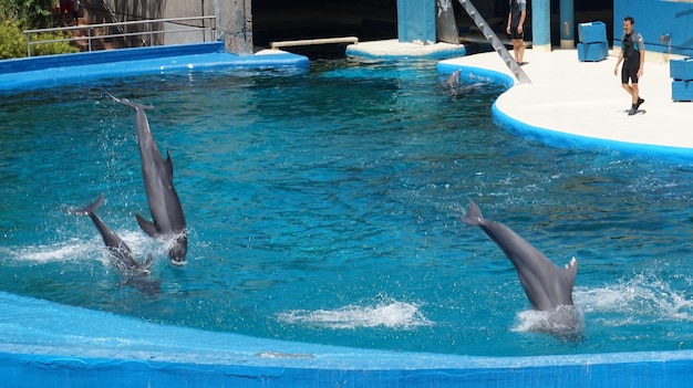 Фото Дельфины плавают в бассейне.