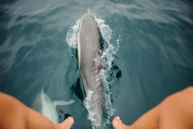 Фото Дельфины плавают в море.