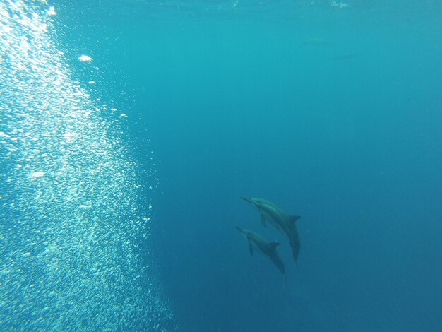 Dolphins swimming in sea