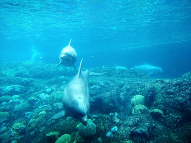 Dolphins swimming in water at aquarium