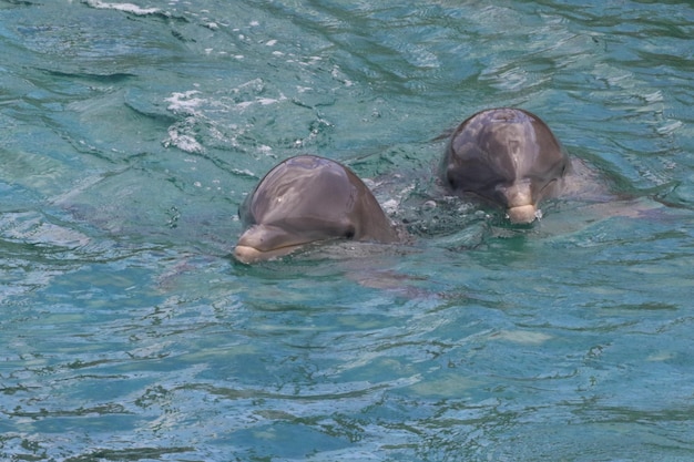Foto delfini che nuotano in acqua