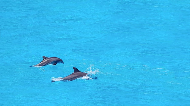 Dolphins in the water at the dolphin beach