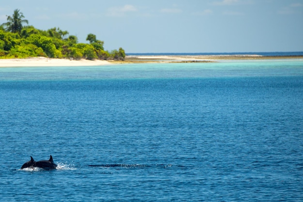 Dolphins while jumping near sandy beach