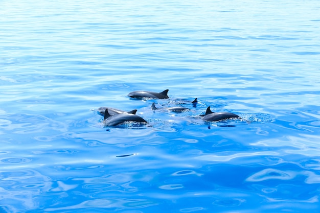 dolphins