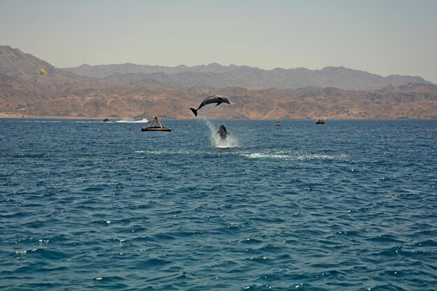 Dolpine at the sea of eilat