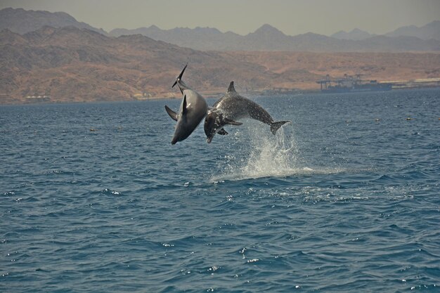 Photo dolpine in the sea