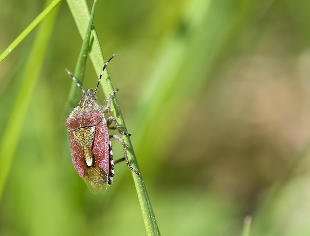 Dolycoris baccarum. A sloe bug or hairy shieldbug on a green grass straw