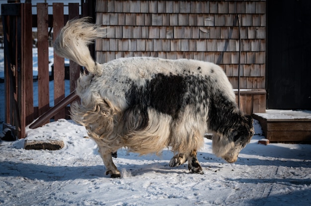 Domaestic male yak in a farm