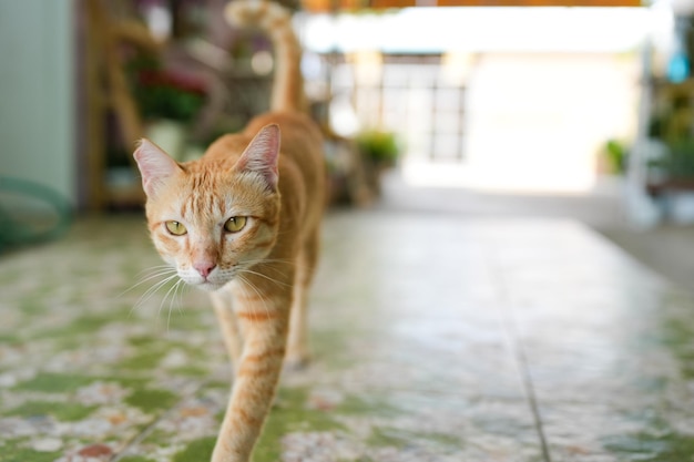 Domestico adorabile gatto sta camminando verso la telecamera al chiuso