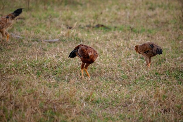 Domestic animal chicken of the subspecies Gallus gallus domesticus