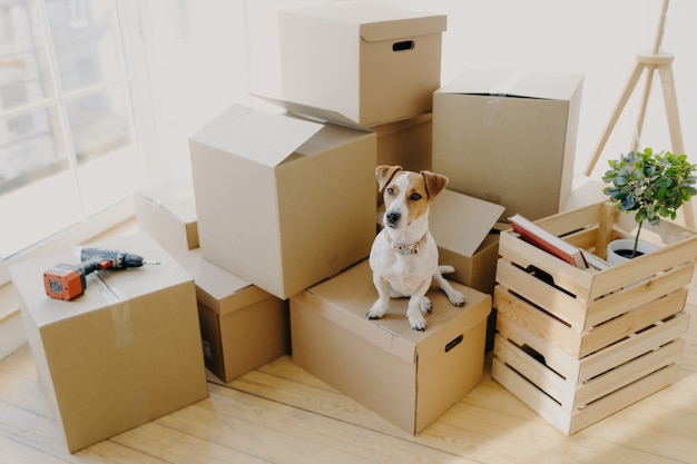 Domestic animal dog poses on cardboard boxes with personal stuff